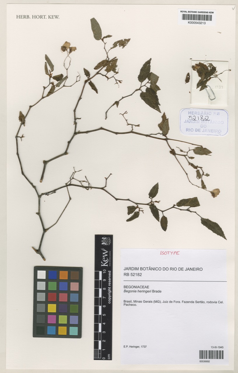 B. heringeri